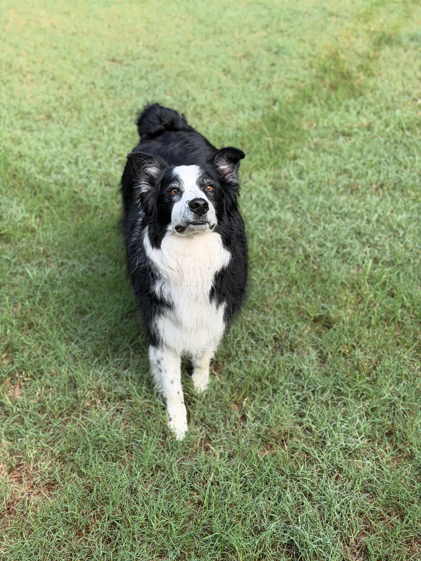 Advanced obedience training at Georgia Doggy Dojo 5